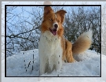 Śliczny, Piesek, Border Collie